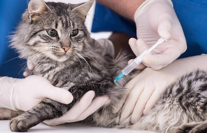 GS-441524 Shifting The Paradigm From Palliative To Curative Care | Shaanxi BLOOM Tech Co., Ltd GS-441524 Shifting The Paradigm From Palliative To Curative Care | Shaanxi BLOOM Tech Co., Ltd