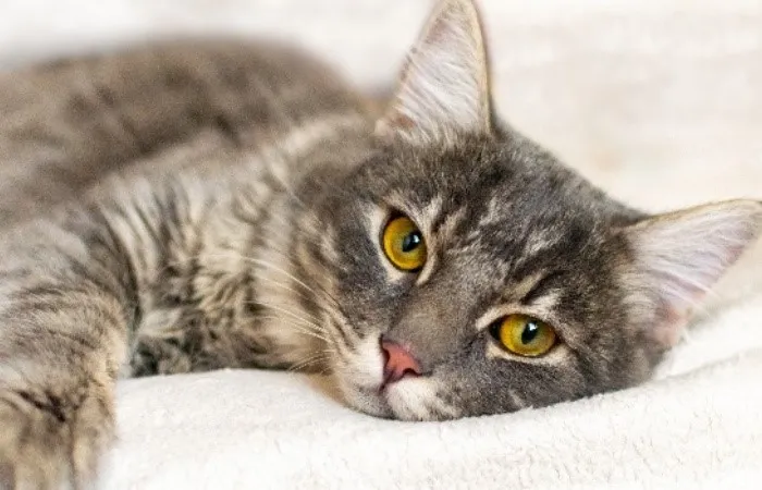 GS-441524 Improving Quality Of Life During Treatment | Shaanxi BLOOM Tech Co., Ltd GS-441524 Improving Quality Of Life During Treatment | Shaanxi BLOOM Tech Co., Ltd