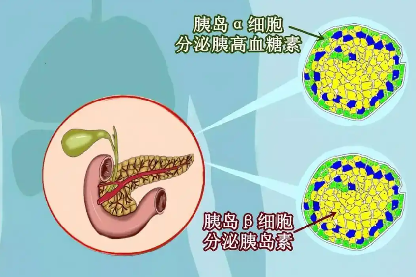 Bioglutide GLP-1 | Shaanxi BLOOM Tech Co., Ltd Bioglutide GLP-1 | Shaanxi BLOOM Tech Co., Ltd