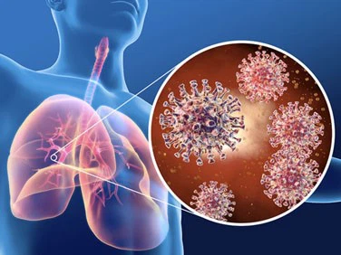 Honokiol Powder | Shaanxi BLOOM Tech Co., Ltd Honokiol Powder | Shaanxi BLOOM Tech Co., Ltd