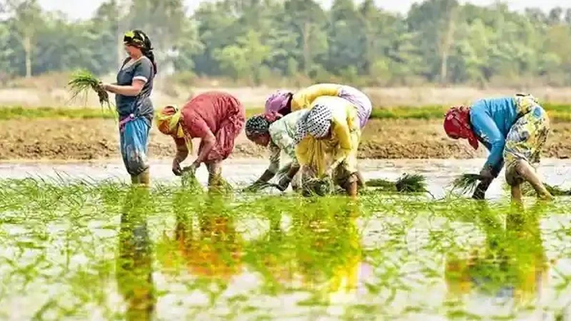 Zinc Sulfate Heptahydrate Powder Increase crop yield | Shaanxi BLOOM Tech Co., Ltd Zinc Sulfate Heptahydrate Powder Increase crop yield | Shaanxi BLOOM Tech Co., Ltd