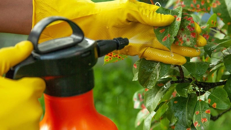 Zinc Sulfate Heptahydrate Powder Preventing Crop Diseases | Shaanxi BLOOM Tech Co., Ltd Zinc Sulfate Heptahydrate Powder Preventing Crop Diseases | Shaanxi BLOOM Tech Co., Ltd